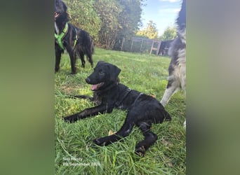 Kleiner Welpe Lino, kroatischer Schäferhund, sucht sein zuhause