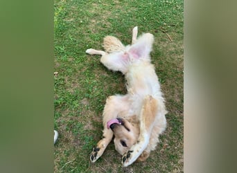 Liebenswerter kroatischer Schäferhund Luca sucht seine Menschen