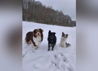 Wuschelkopf Cortesse sucht sein Kuschelkörbchen