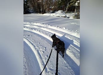 Zückersüße Dona sucht ihr Kuschelkörbchen