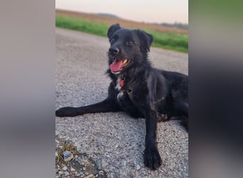 junger aktiver Mischlings-Rüde JarJar sucht eine Familie