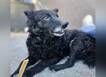 zauberhafte kroatische Schäferhund Mischlings-Hündin Dona sucht ihre Menschen