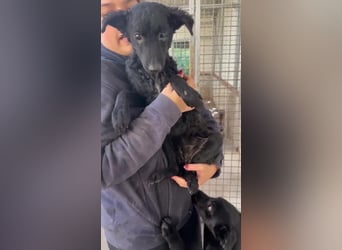Notfall Welpe Yuna sucht ein Zuhause oder Pflegestelle