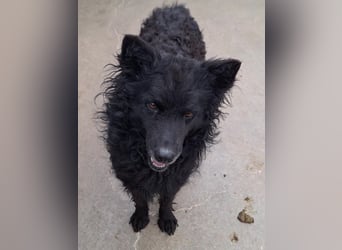 zauberhafte kroatische Schäferhund Hündin Bella sucht ihre Menschen