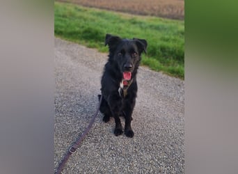 junger aktiver Mischlings-Rüde JarJar sucht eine Familie