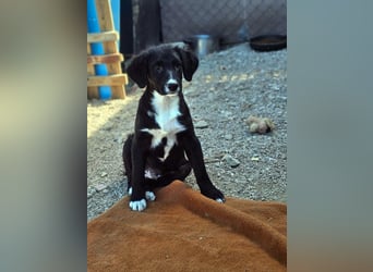 süßer Welpe Mischlings-Rüde Bop sucht ein Zuhause im Glück