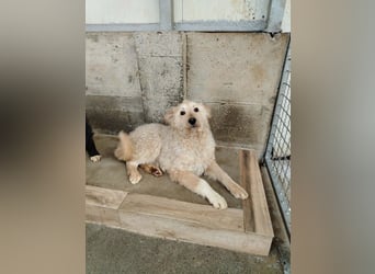 Freundlicher Mischlingsrüde Luca sucht sein zuhause