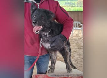 Sportlicher kroatischer Schäferhund Cortesse sucht sein zuhause