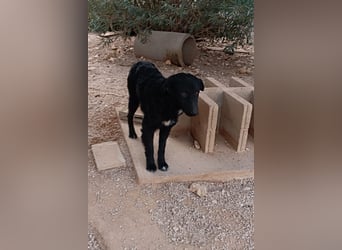 schüchterner Hütehund Mischling Bean sucht ein Körbchen