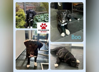 Boo kroatischer Schäferhund Mischling Welpe Junghund Rüde sucht Zuhause für immer