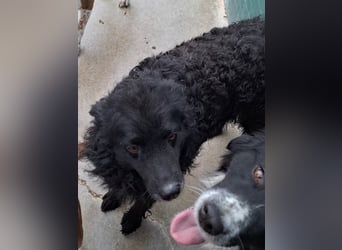 zauberhafte kroatische Schäferhund Hündin Bella sucht ihre Menschen