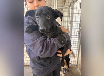 Notfall Welpe Yuna sucht ein Zuhause oder Pflegestelle