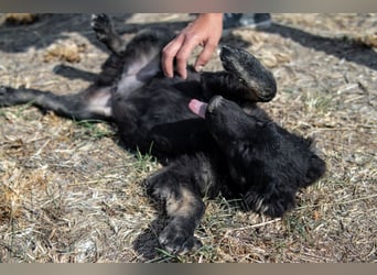 süßer Welpe, Junghund, kroatischer Schäferhund Mischlings-Rüde Vigo sucht eine Familie