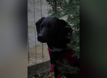 Zarter Mischlingswelpe Vigo sucht seine Menschen