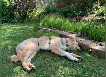 Liebenswerter kroatischer Schäferhund Luca sucht seine Menschen
