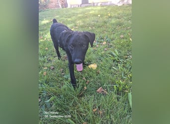 Kleiner Welpe Lino, kroatischer Schäferhund, sucht sein zuhause