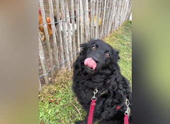 Pippa kroatischer Schäferhund Mischling Hündin sucht Zuhause für immer