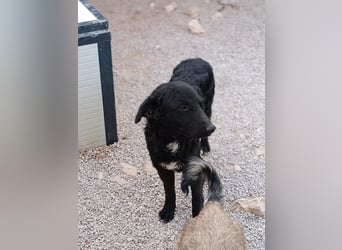 schüchterner Hütehund Mischling Bean sucht ein Körbchen