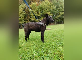 lieber Hütehund Mischlings-Rüde Taro sucht eine Familie oder Pflegestelle