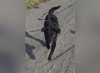 Arabica liebe kroatischer Schäferhund Mischlingshündin Mischling Hündin Junghund sucht Zuhause