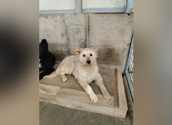 Freundlicher Mischlingsrüde Luca sucht sein zuhause