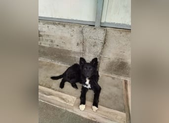 Aktiver Kroatischer Schäferhund Mischling Franjo sucht seine Familie