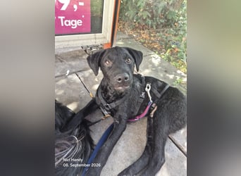 Kleiner Welpe Lino, kroatischer Schäferhund, sucht sein zuhause
