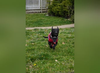 Zarter Mischlingswelpe Vigo sucht seine Menschen