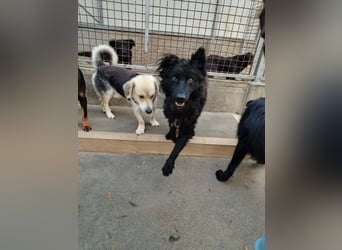 Inteligenter kroatischer Schäferhund Sky sucht seine Menschen