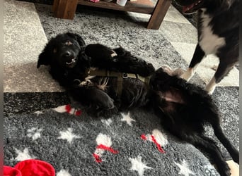 schüchterner lieber Hütehund Mischling Bean sucht ein Zuhause