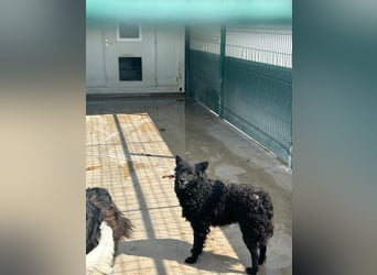 zauberhafte kroatische Schäferhund Hündin Bella sucht ihre Menschen