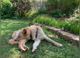 Liebenswerter kroatischer Schäferhund Luca sucht seine Menschen