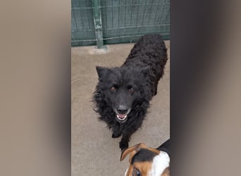 zauberhafte kroatische Schäferhund Hündin Bella sucht ihre Menschen