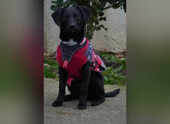 Zarter Mischlingswelpe Vigo sucht seine Menschen