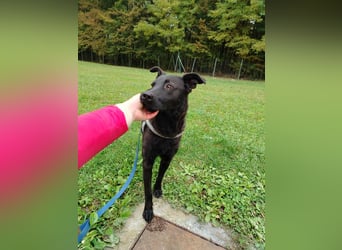 lieber Hütehund Mischlings-Rüde Taro sucht eine Familie oder Pflegestelle