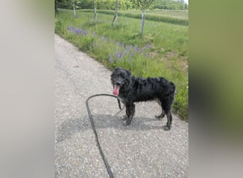 Sportlicher kroatischer Schäferhund Cortesse sucht sein zuhause