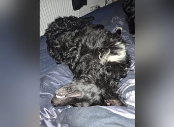 Aktiver kroatischer Schäferhund Franjo sucht seine Familie