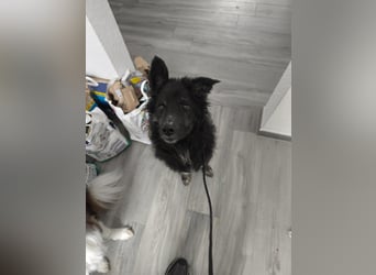 Wuschelkopf Cortesse sucht sein Kuschelkörbchen