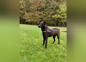 lieber Hütehund Mischlings-Rüde Taro sucht eine Familie oder Pflegestelle