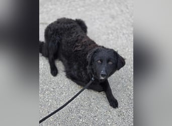 Arabica liebe kroatischer Schäferhund Mischlingshündin Mischling Hündin Junghund sucht Zuhause