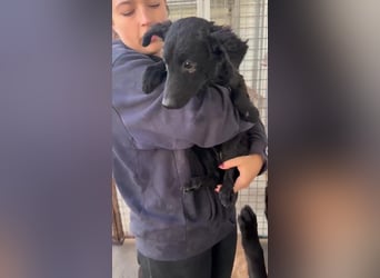 Notfall Welpe Yuna sucht ein Zuhause oder Pflegestelle
