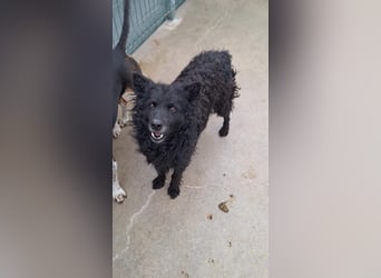 zauberhafte kroatische Schäferhund Hündin Bella sucht ihre Menschen