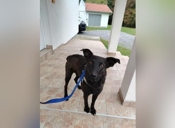 lieber Hütehund Mischlings-Rüde Taro sucht eine Familie oder Pflegestelle