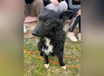 Aktiver Kroatischer Schäferhund Mischling Franjo sucht seine Familie