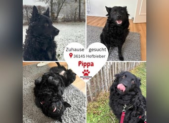 Pippa kroatischer Schäferhund Mischling Hündin sucht Zuhause für immer