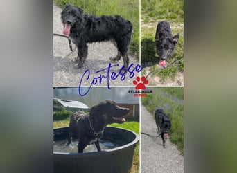 Sportlicher kroatischer Schäferhund Cortesse sucht sein zuhause