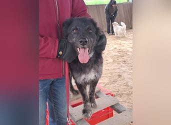 Sportlicher kroatischer Schäferhund Cortesse sucht sein zuhause