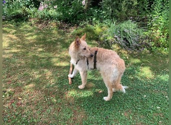 Liebenswerter kroatischer Schäferhund Luca sucht seine Menschen
