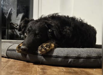 lieber Junghund Vigo sucht seine Familie, Schäferhund, Hütehund