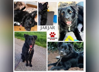 junger aktiver Mischlings-Rüde JarJar sucht eine Familie